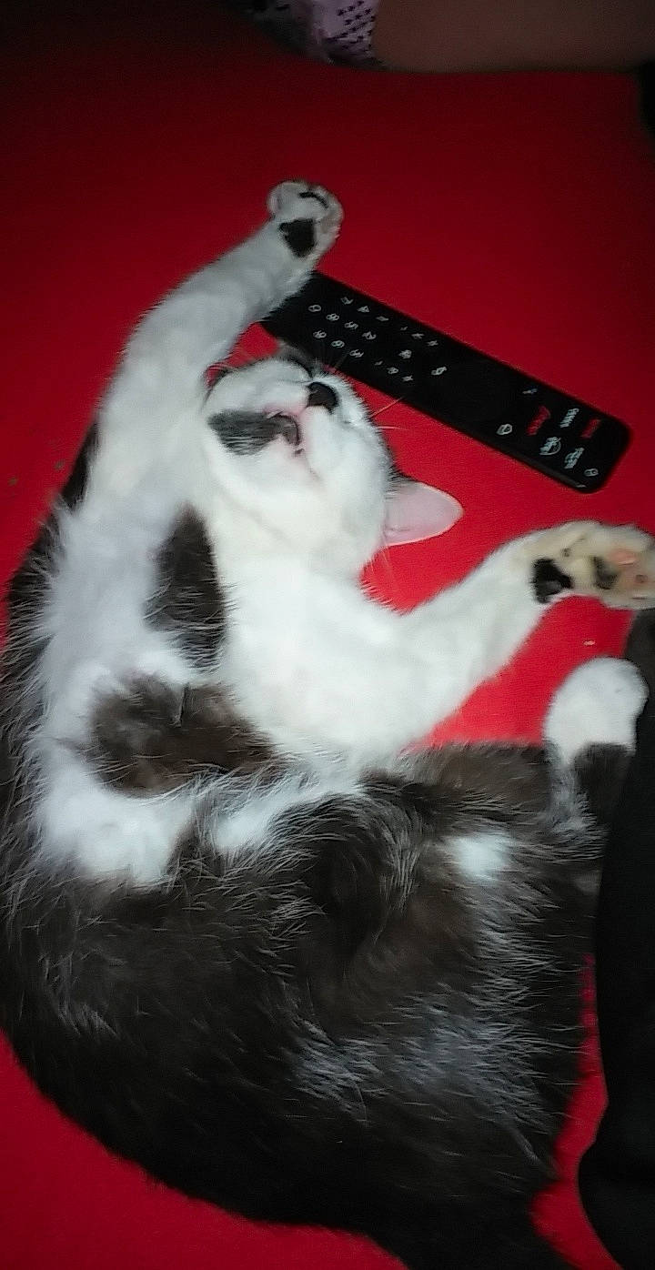 Bouboule participe au concours pour gagner de l'argent avec cette photo : audio_equipment, carnivore, cat, claw, comfort, computer_keyboard, domestic_short_haired_cat, felidae, foot, fur, input_device, paw, peripheral, remote_control, small_to_medium_sized_cats, snout, tail, whiskers