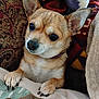 Puddie is registered to the contest to win money with this photo: dog, pet, small_dog, tan_fur, perky_ears, blanket, cozy, indoors, cute, curious, paws, furniture, close_up, companion, animal, resting, portrait, domestic, furry, snuggled