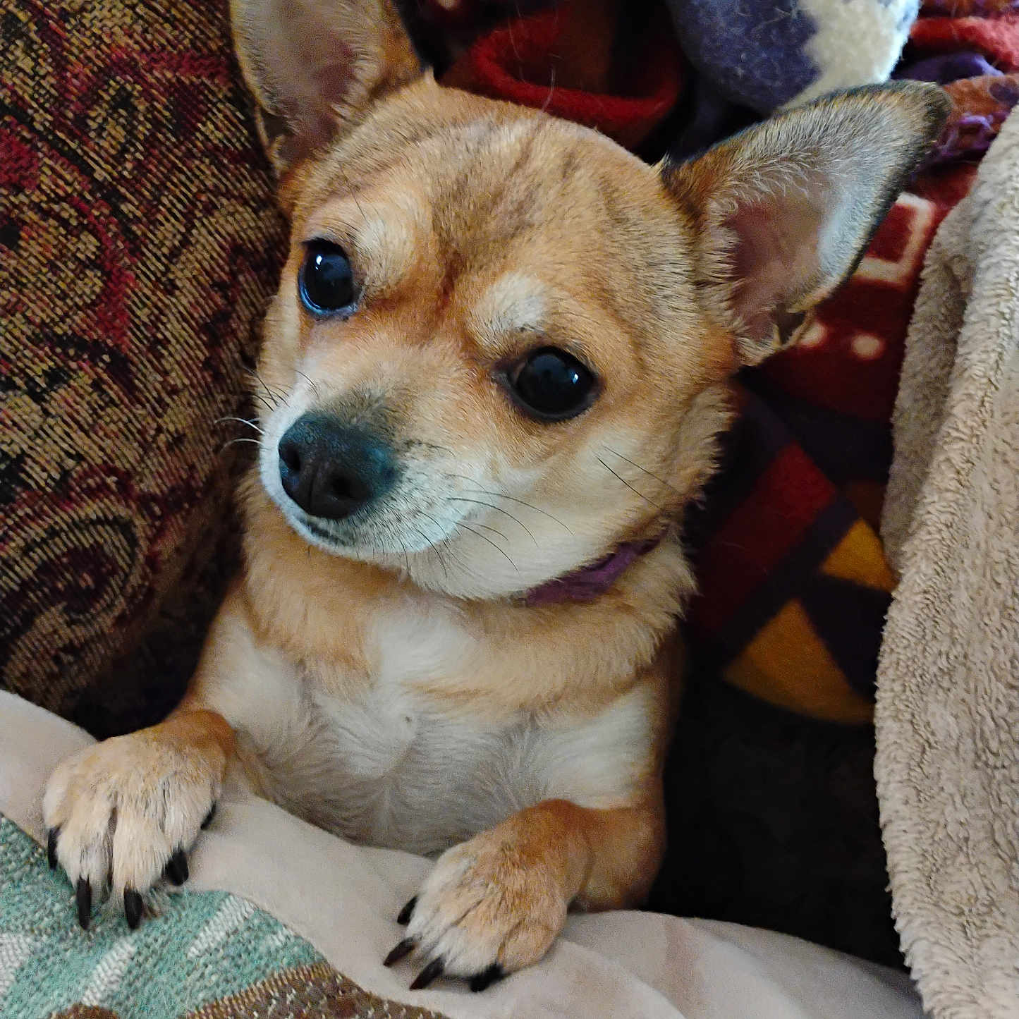 Puddie