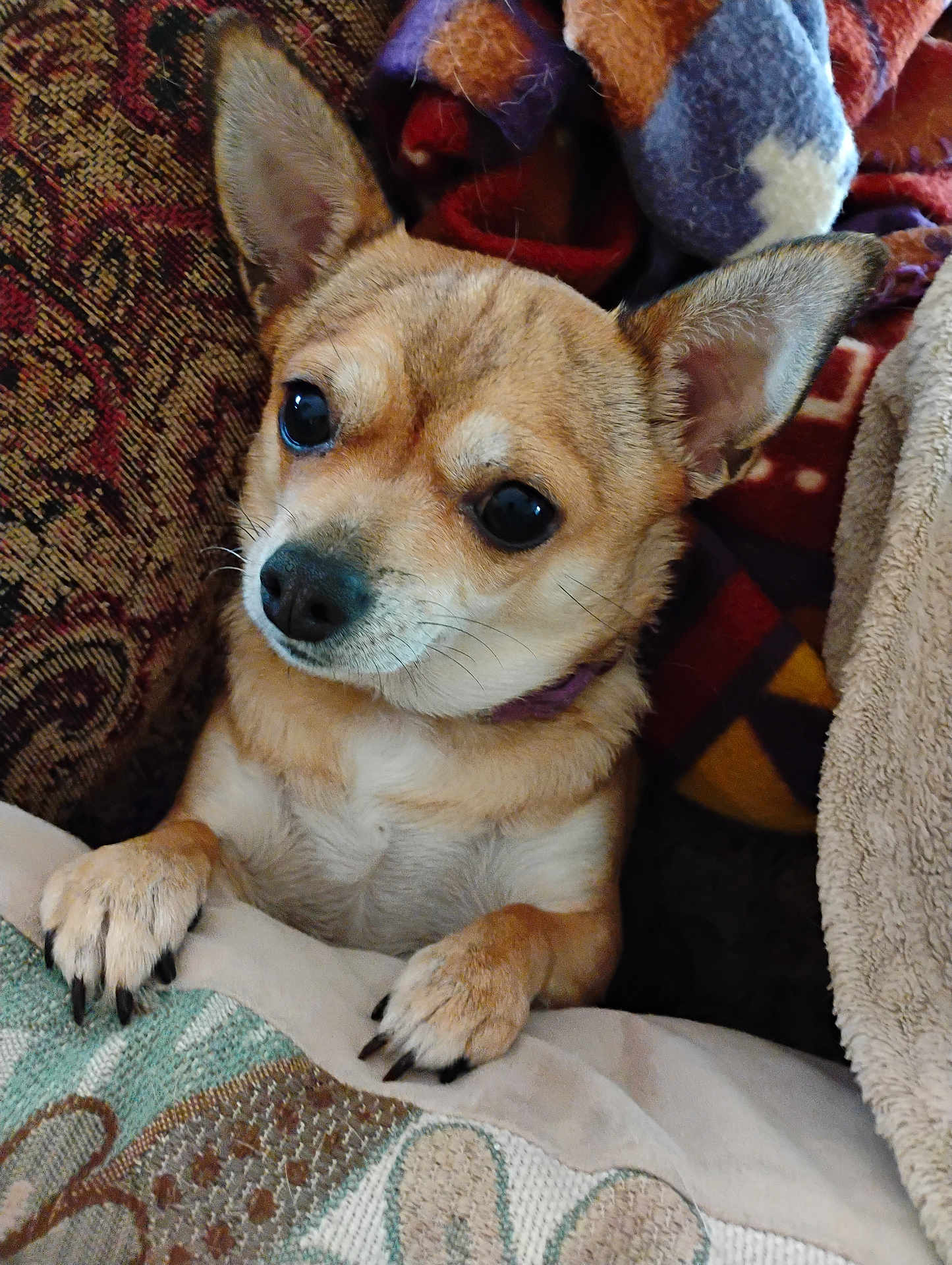 Puddie