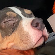 Bear is registered to the contest to win money with this photo: dog, sleeping_dog, close_up, snout, nose, muzzle, whiskers, closed_eyes, relaxed, pet, companion, portrait, indoor, cozy, blanket, fabric, cup, side_profile, macro, cute