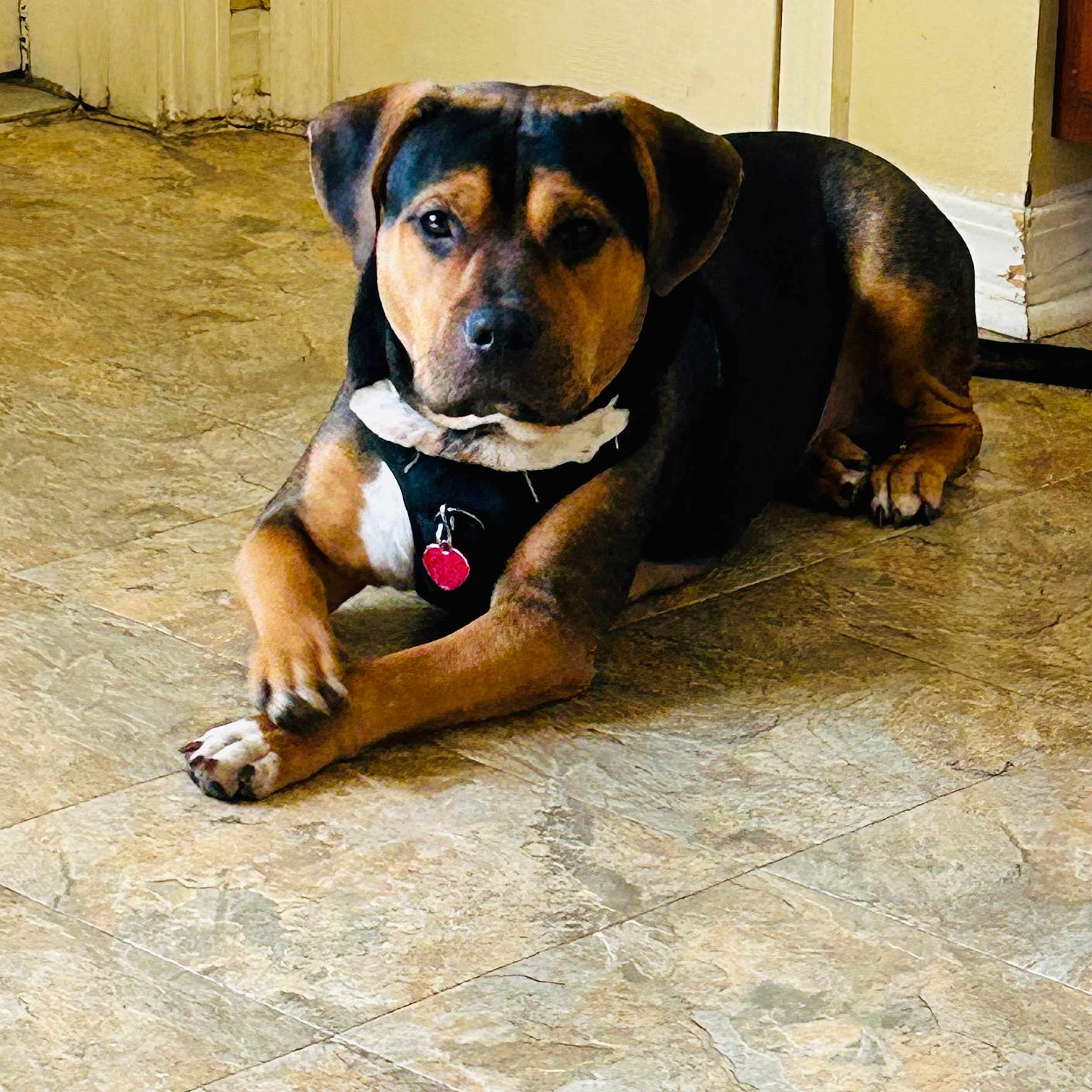 Bruce is registered to the contest to win money with this photo: animal, beagle, boxer, bulldog, canine, dog, flagstone, hound, indoors, interiordesign, labradorretriever, path, pet, pitbull, puppy, slate, snout, tile, walkway, wood