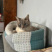 Caline a rejoint le concours — aidez-le/la à gagner de superbes lots ! cat, blue_eyes, cat_bed, sofa, cushion, floral_pattern, wooden_wall_art, indoor, pet, resting, cozy, home_decor, furniture, domestic, relaxed, animal, textured_fabric, patterned, closeup, comfortable