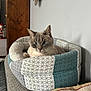 cat, blue_eyes, cat_bed, sofa, cushion, floral_pattern, wooden_wall_art, indoor, pet, resting, cozy, home_decor, furniture, domestic, relaxed, animal, textured_fabric, patterned, closeup, comfortable