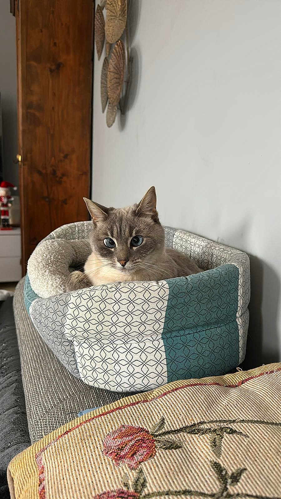 Caline a rejoint le concours — aidez-le/la à gagner de superbes lots ! cat, blue_eyes, cat_bed, sofa, cushion, floral_pattern, wooden_wall_art, indoor, pet, resting, cozy, home_decor, furniture, domestic, relaxed, animal, textured_fabric, patterned, closeup, comfortable