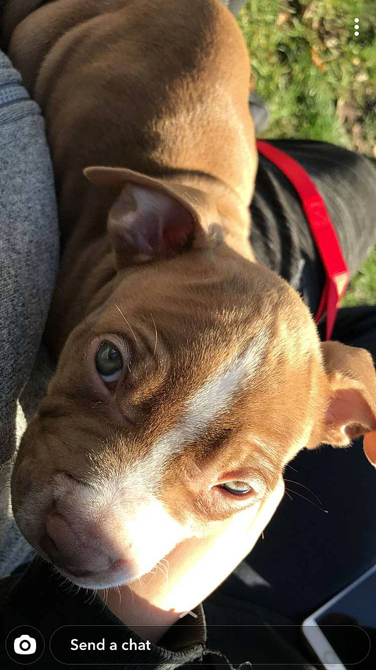 Aero joined the competition — help win amazing prizes! american_pit_bull_terrier, american_staffordshire_terrier, boston_terrier, canidae, carnivore, companion_dog, dog, dog_breed, ear, fawn, french_bulldog, mammal, non_sporting_group, nose, pit_bull, puppy, snout, sporting_group, vertebrate, whiskers