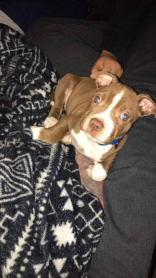 Aero is registered to the contest to win money with this photo: american_pit_bull_terrier, american_staffordshire_terrier, canidae, carnivore, companion_dog, dog, dog_breed, fawn, mammal, non_sporting_group, pit_bull