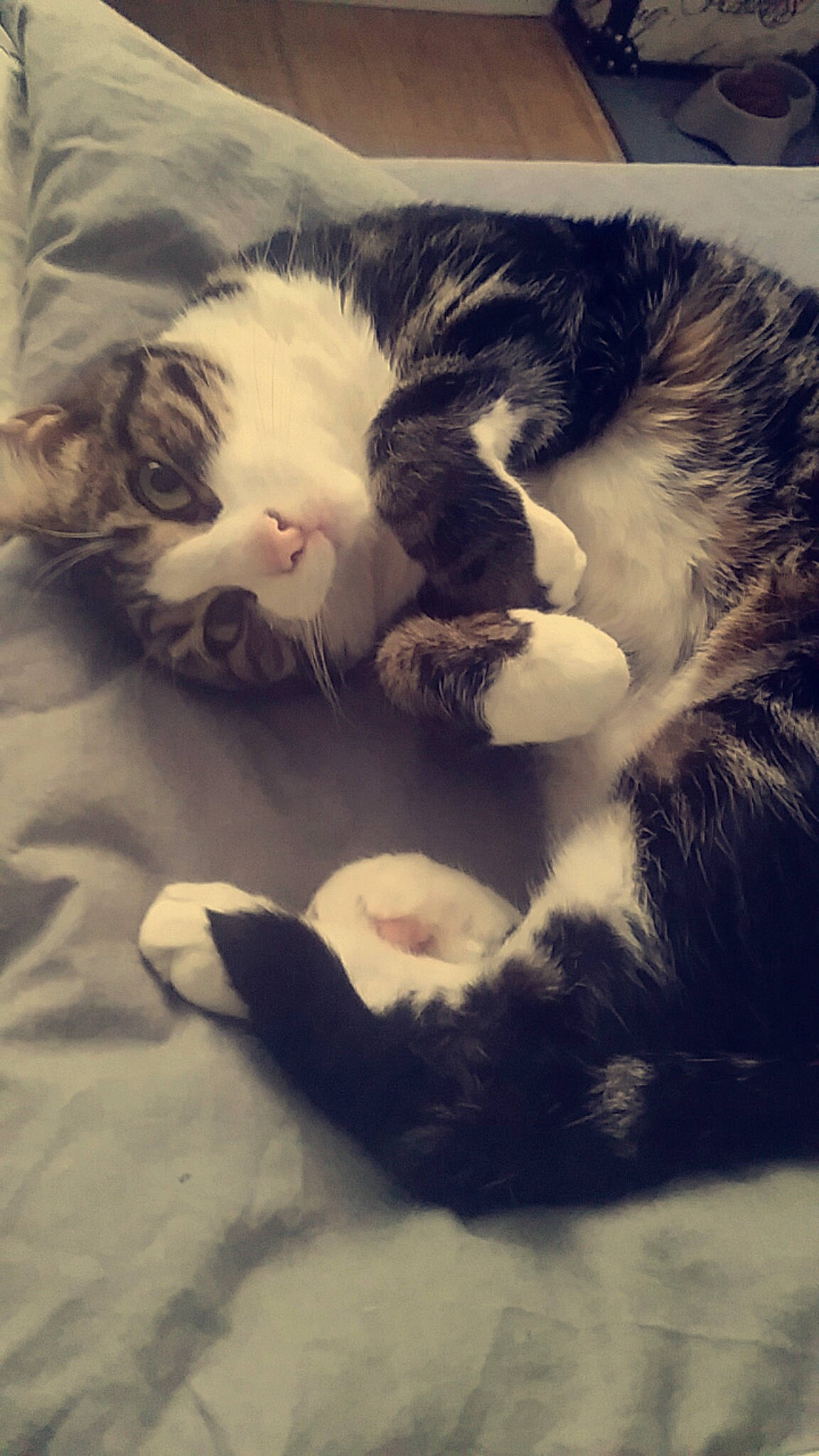 Tsuki participe au concours pour gagner de l'argent avec cette photo : carnivore, cat, cloud, comfort, companion_dog, domestic_short_haired_cat, eye, felidae, fur, head, human_body, jaw, meteorological_phenomenon, nose, paw, sky, small_to_medium_sized_cats, snout, tail, whiskers