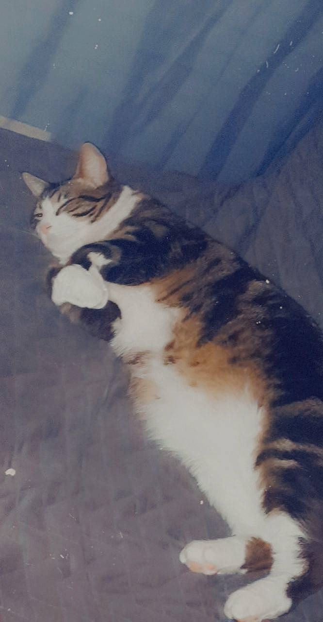 Tsuki a rejoint le concours — aidez-le/la à gagner de superbes lots ! art, carnivore, cat, cloud, cumulus, domestic_short_haired_cat, eye, felidae, fur, meteorological_phenomenon, paw, sky, small_to_medium_sized_cats, snout, tail, tree, water, whiskers, wildlife