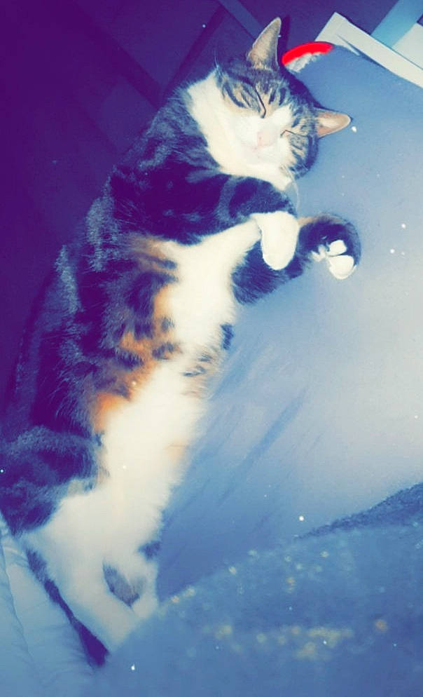 Tsuki a rejoint le concours — aidez-le/la à gagner de superbes lots ! carnivore, cat, darkness, domestic_short_haired_cat, electric_blue, felidae, foot, fur, meteorological_phenomenon, paw, plant, reflection, shadow, sky, small_to_medium_sized_cats, snout, tail, tree, whiskers, winter