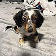 Akira joined the competition — help win amazing prizes! adorable, animal, bed, blanket, companion, cozy, cute, dog, domestic, floppy_ears, fur, indoor, looking_at_camera, pet, puppy, sitting, small, soft_texture, spotted_fur, young