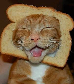 Kiki a rejoint le concours — aidez-le/la à gagner de superbes lots ! carnivore, cat, close_up, domestic_short_haired_cat, ear, eye, fawn, felidae, fur, nose, paw, peach, pleased, small_to_medium_sized_cats, smile, snout, terrestrial_animal, whiskers, wool, wrinkle