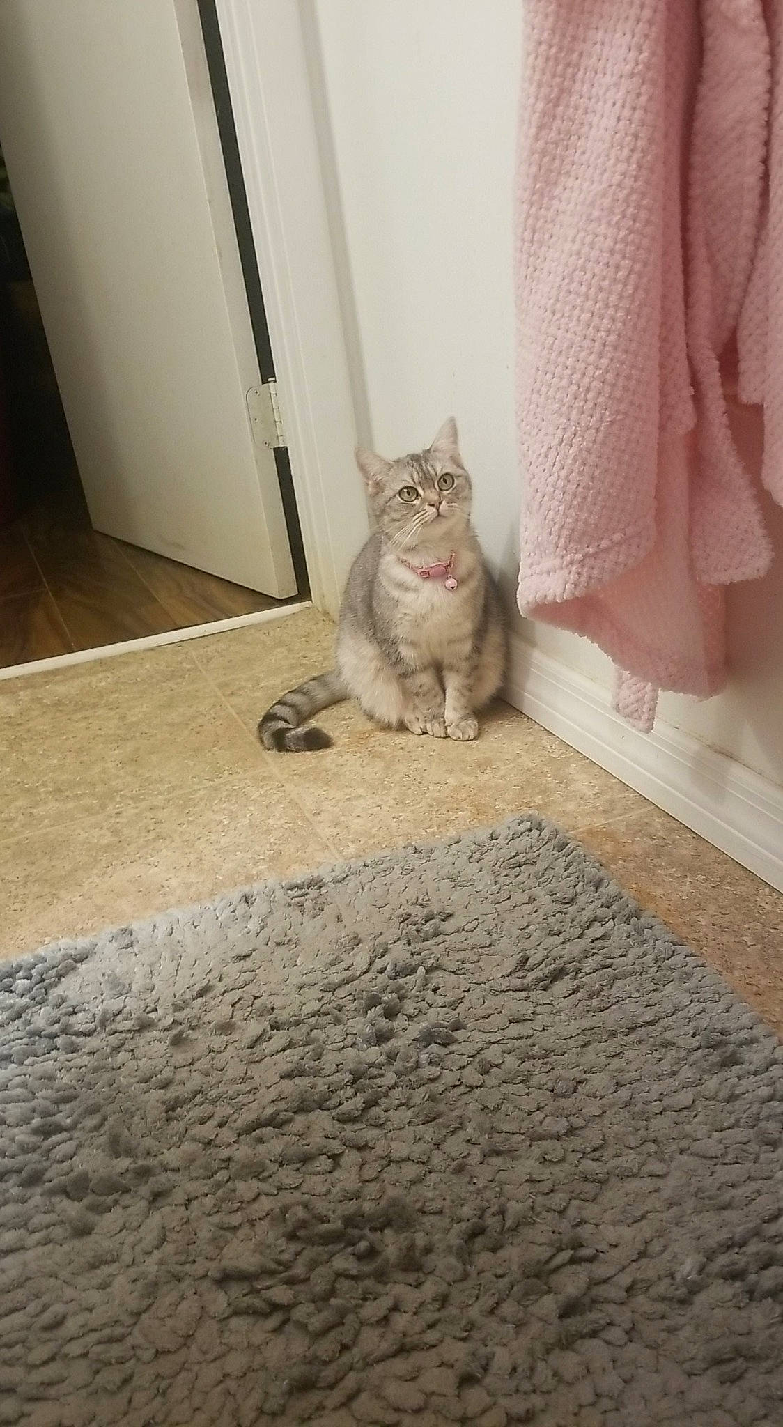 Beasley is registered to the contest to win money with this photo: carnivore, cat, comfort, domestic_short_haired_cat, door, fawn, felidae, floor, flooring, fur, grey, hardwood, pattern, paw, small_to_medium_sized_cats, snout, tail, whiskers, window, wood