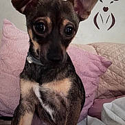 Scooby is registered to the contest to win money with this photo: dog, puppy, bed, pillow, pink_pillow, beige_pillow, indoor, pet, cute, small_dog, fur, ears, collar, resting, animal, looking, curious, closeup, furniture, cozy