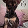 Scooby