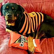 Micha joined the competition — help win amazing prizes! rottweiler, dog, pet, sweater, striped_sweater, pumpkin_emblem, red_couch, leather_couch, toy, dog_toy, orange, black, paw, resting, indoor, cozy, autumn, calm, content, animal