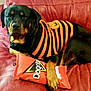 rottweiler, dog, pet, sweater, striped_sweater, pumpkin_emblem, red_couch, leather_couch, toy, dog_toy, orange, black, paw, resting, indoor, cozy, autumn, calm, content, animal