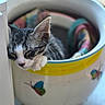 Sunny participe au concours pour gagner de l'argent avec cette photo : cat, kitten, tabby, white_fur, sleeping, sleepy, pet, animal, close_up, portrait, bucket, container, butterfly, colorful, indoors, cozy, resting, whiskers, ears, cute