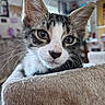 cat, kitten, tabby, white_fur, animal, pet, close_up, portrait, face, eyes, ears, whiskers, nose, indoor, home, furniture, fuzzy, soft_texture, looking_at_camera, adorable
