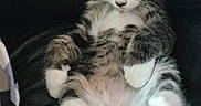 Sunny participe au concours pour gagner de l'argent avec cette photo : cat, kitten, fluffy, long_hair, tabby, white_paws, black_and_white, calico_markings, belly_up, sitting, relaxed, sleepy, cute, animal, pet, whiskers, ears, paws, chair, indoor