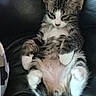 cat, kitten, fluffy, long_hair, tabby, white_paws, black_and_white, calico_markings, belly_up, sitting, relaxed, sleepy, cute, animal, pet, whiskers, ears, paws, chair, indoor