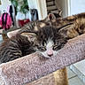 Sunny a rejoint le concours — aidez-le/la à gagner de superbes lots ! kitten, cat, cats, sleeping, sleepy, fluffy, long_hair, tabby, black_and_white, pink_nose, whiskers, ears, animal, pet, cat_tree, scratching_post, cushion, indoor, cozy, portrait