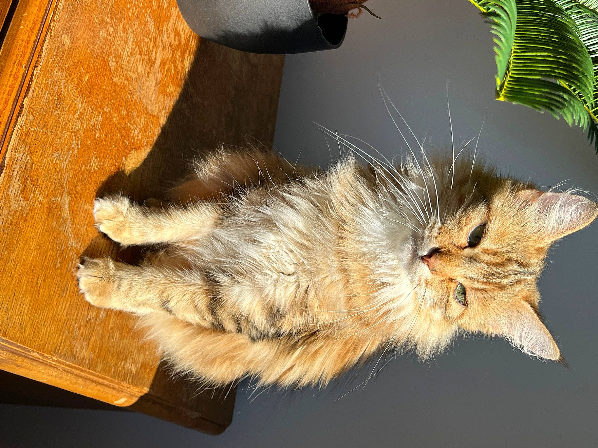 Minouche participe au concours pour gagner de l'argent avec cette photo : carnivore, cat, claw, domestic_short_haired_cat, felidae, flowerpot, fur, paw, plant, small_to_medium_sized_cats, snout, tail, terrestrial_animal, varnish, whiskers, window, wood