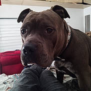 Bella participe au concours pour gagner de l'argent avec cette photo : dog, pet, indoor, close_up, brown_dog, collar, legs, person, bed, cabinet, suitcase, curious, animal, canine, furniture, home, portrait, expression, domestic, companion