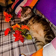 Abby is registered to the contest to win money with this photo: artificial_flowers, cat, colorful, couch, cozy, domestic_animal, feline, fluffy, home_decor, indoor, orange_flowers, pet, plaid_blanket, purple_pillow, red_flowers, relaxed, resting, soft_fabric, striped_pillow, tabby