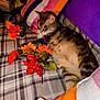 artificial_flowers, cat, colorful, couch, cozy, domestic_animal, feline, fluffy, home_decor, indoor, orange_flowers, pet, plaid_blanket, purple_pillow, red_flowers, relaxed, resting, soft_fabric, striped_pillow, tabby