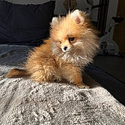 Goaia a rejoint le concours — aidez-le/la à gagner de superbes lots ! animal, bed, blanket, cozy, curious, cute, dog, exercise_bike, fluffy, fur, home, indoor, pet, pillow, pomeranian, puppy, small_dog, soft, sunlight, texture