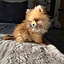 animal, bed, blanket, cozy, curious, cute, dog, exercise_bike, fluffy, fur, home, indoor, pet, pillow, pomeranian, puppy, small_dog, soft, sunlight, texture