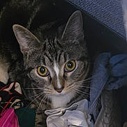 Socks joined the competition — help win amazing prizes! cat, tabby, animal, pet, clothes, laundry, indoor, curious, yellow_eyes, fur, whiskers, closeup, resting, cozy, domestic, cute, looking, soft_lighting, fabric, texture