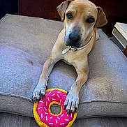 Max is registered to the contest to win money with this photo: dog, toy, donut, cushion, indoor, pet, brown, flooring, playful, relaxed, animal, collar, paw, furniture, home, comfort, cute, pet_toy, canine, lying_down