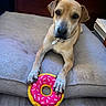 dog, toy, donut, cushion, indoor, pet, brown, flooring, playful, relaxed, animal, collar, paw, furniture, home, comfort, cute, pet_toy, canine, lying_down