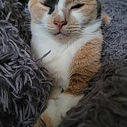 Monster joined the competition — help win amazing prizes! cat, calico, sleepy, close_up, fluffy, blanket, cozy, fur, pet, animal, indoor, resting, cute, whiskers, soft, relaxed, face, paw, comfort, domestic