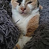 animal, blanket, calico, cat, close_up, comfort, cozy, cute, domestic, face, fluffy, fur, indoor, paw, pet, relaxed, resting, sleepy, soft, whiskers