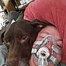 Zora is registered to the contest to win money with this photo: dog, person, respiratory_mask, close_up, brown_dog, pillow, red_pillow, couch, indoor, shelving, household_items, face, pet, comfort, snuggle, relaxation, companionship, medical_device, cozy, intimate