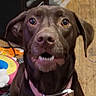Zora joined the competition — help win amazing prizes! dog, chocolate_color, pink_collar, wooden_floor, indoor, pet, canine, sitting, looking_up, household_items, couch, funny_expression, teeth, ears, face, brown, domestic, animal, portrait, closeup