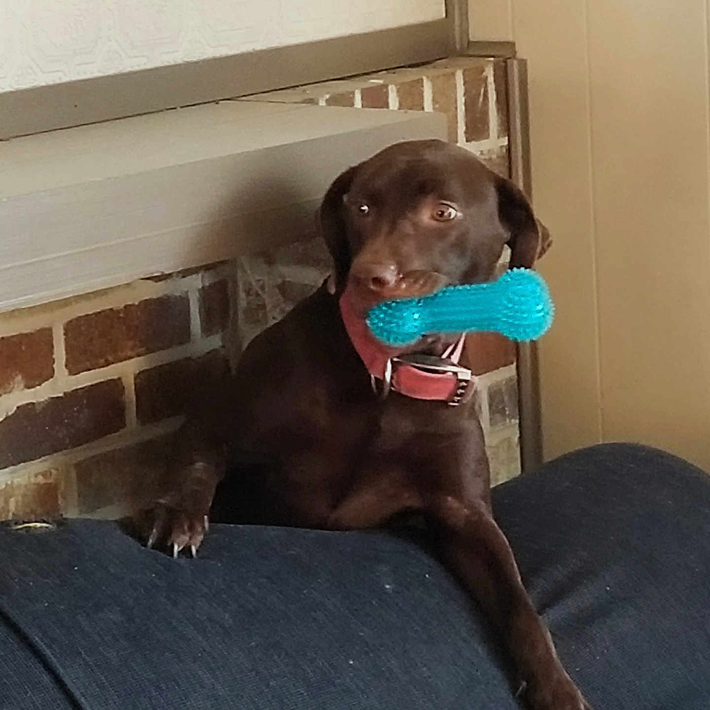 Zora