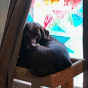 Zora is registered to the contest to win money with this photo: dog, chocolate_color, curtain, window, stained_glass, cat_tree, perch, indoors, pet, cozy, resting, looking, furniture, colorful, home, animal, domestic, quiet, relaxed, shade