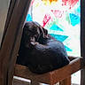 dog, chocolate_color, curtain, window, stained_glass, cat_tree, perch, indoors, pet, cozy, resting, looking, furniture, colorful, home, animal, domestic, quiet, relaxed, shade