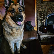 I Reba Bell joined the competition — help win amazing prizes! dog, german_shepherd, pet, portrait, indoors, couch, living_room, fireplace, statue, vase, decoration, fur, ears, eyes, tongue_out, collar, wood_paneling, stone, remote_control, cozy
