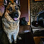dog, german_shepherd, pet, portrait, indoors, couch, living_room, fireplace, statue, vase, decoration, fur, ears, eyes, tongue_out, collar, wood_paneling, stone, remote_control, cozy