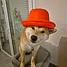 dog, shiba_inu, orange_hat, pet, indoor, cat_tree, curious, tilted_head, floor_tiles, glass_door, decorations, collar, animal, cute, domestic, furniture, playful, canine, companion, portrait