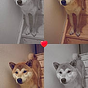 Ayko participe au concours pour gagner de l'argent avec cette photo : dog, shiba_inu, stairs, wood, wall, collage, pet, animal, indoor, portrait, standing, four_panel, heart_emoji, brown_fur, black_nose, ears, tail, paw, canine, cute