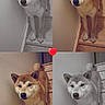 dog, shiba_inu, stairs, wood, wall, collage, pet, animal, indoor, portrait, standing, four_panel, heart_emoji, brown_fur, black_nose, ears, tail, paw, canine, cute