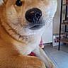 dog, shiba_inu, pet, animal, indoor, close_up, brown_fur, paws, red_quilt, floor, shelf, framed_picture, curious, looking_at_camera, cute, companion, domestic, canine, resting, furniture