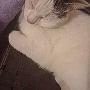 Bella participe au concours pour gagner de l'argent avec cette photo : cat, sleeping, white_cat, gray_markings, pet, cozy, purple_sock, woven_surface, indoor, resting, feline, cute, fur, animal, domestic_cat, closeup, quiet, relaxed, soft, napping