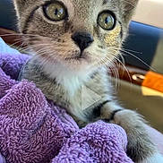 Pixie is registered to the contest to win money with this photo: kitten, cat, animal, pet, fur, whiskers, eyes, closeup, purple_towel, cozy, cute, indoor, small, young, mammal, face, adorable, tabby, resting, soft